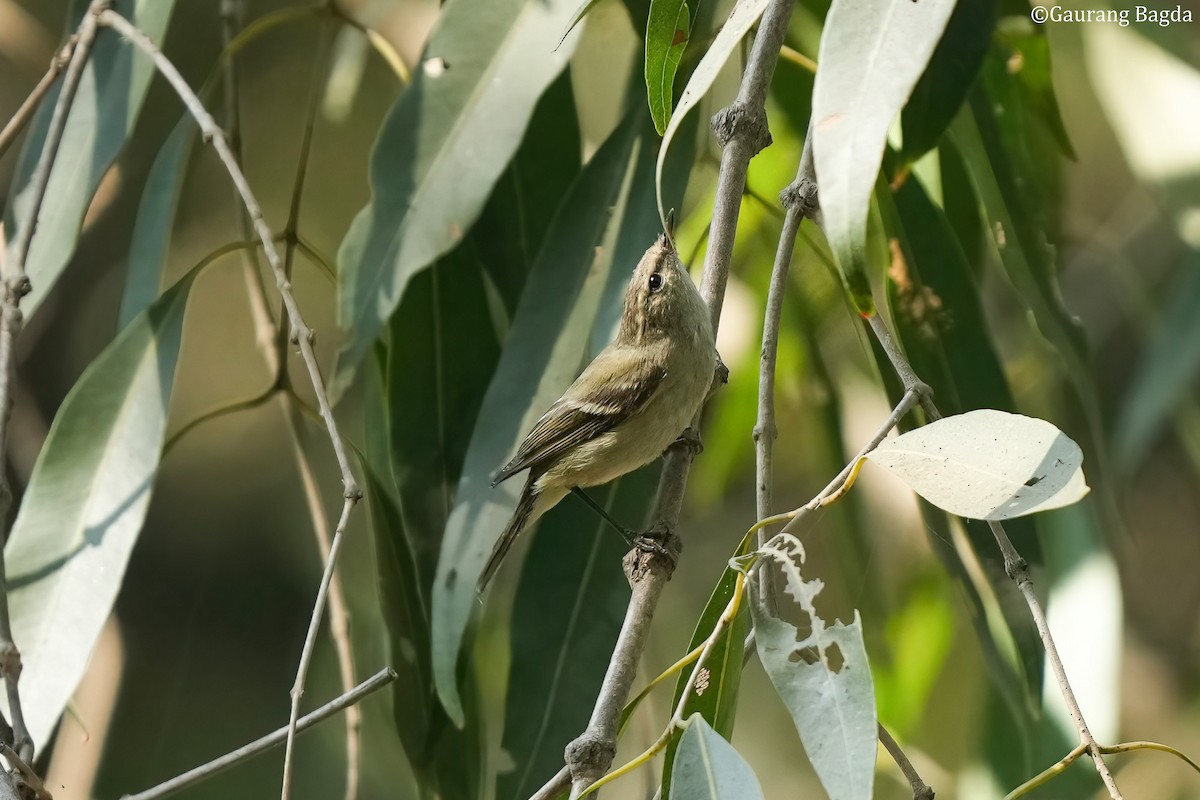 Hume's Warbler - ML512983921