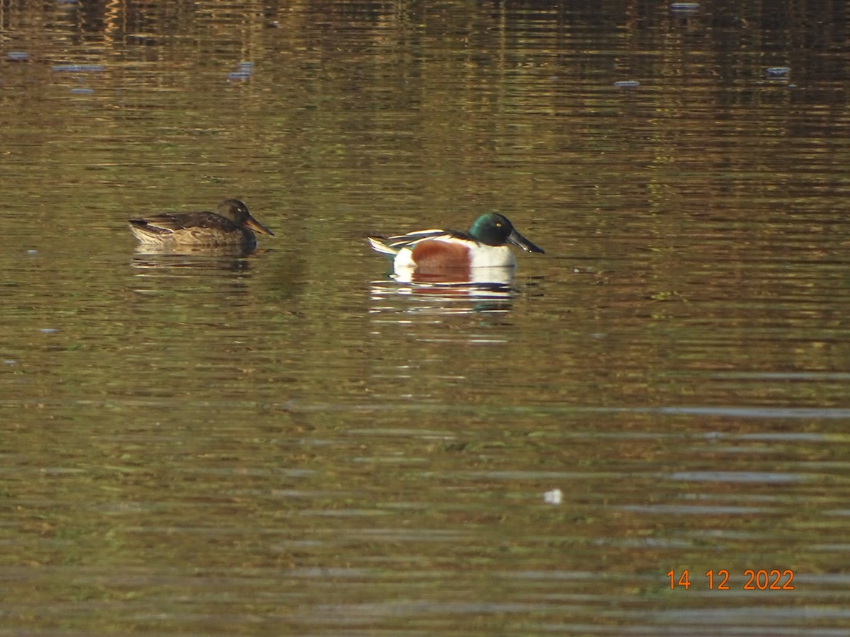 Northern Shoveler - ML512983931