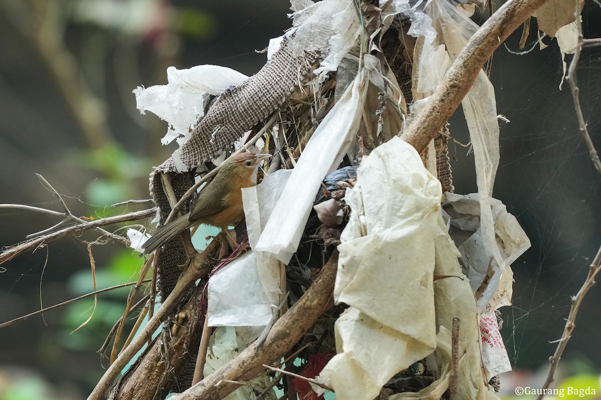 Tawny-bellied Babbler - ML512983981