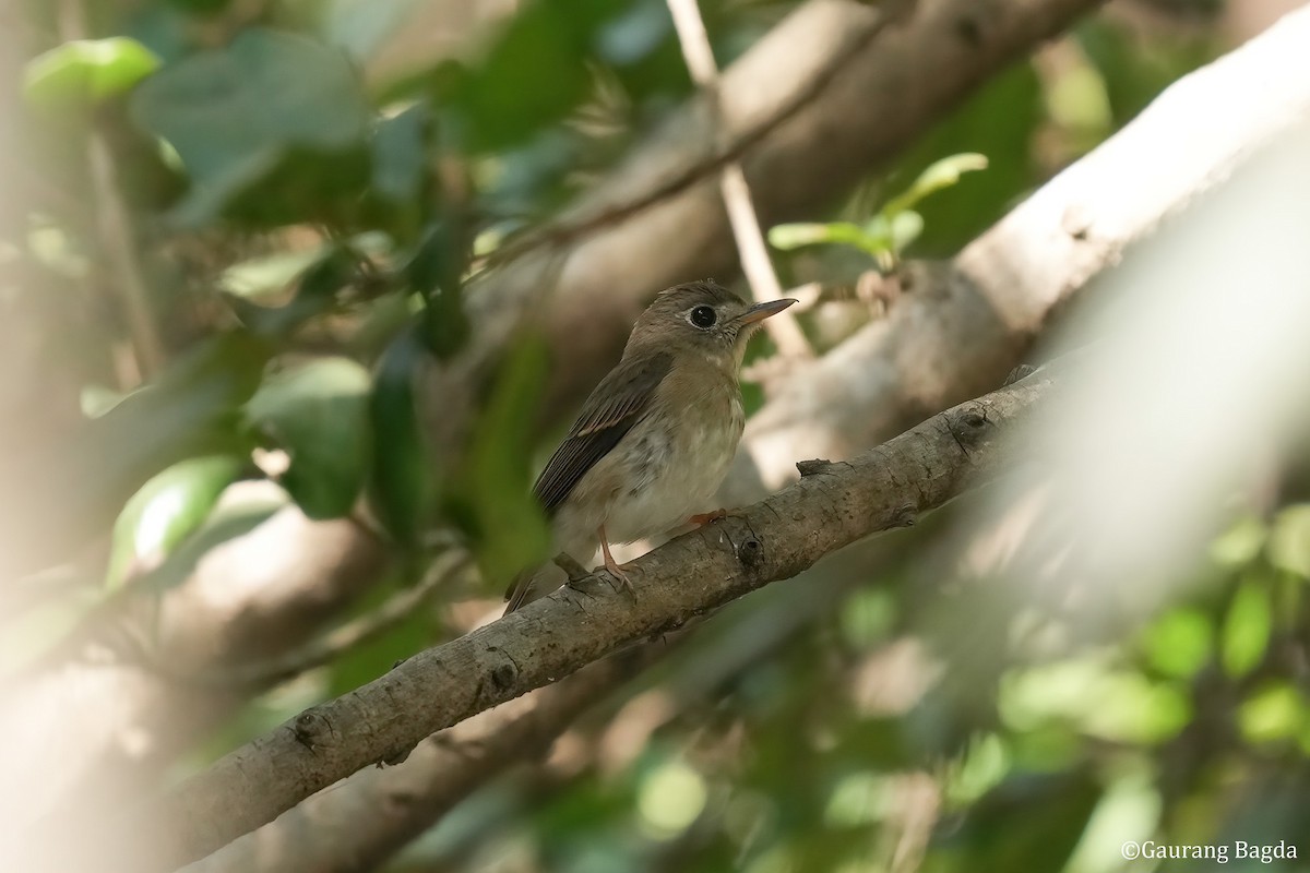 Brown-breasted Flycatcher - ML512984021