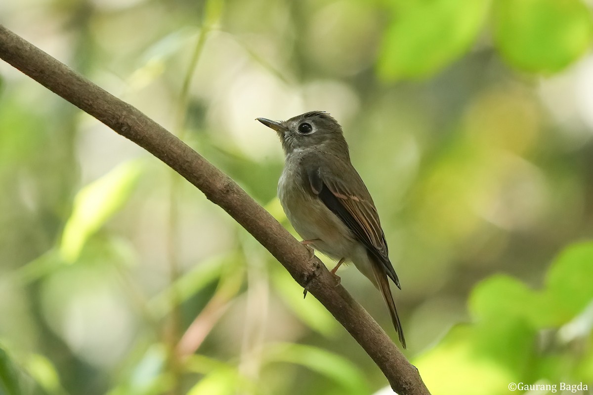 Brown-breasted Flycatcher - ML512984031