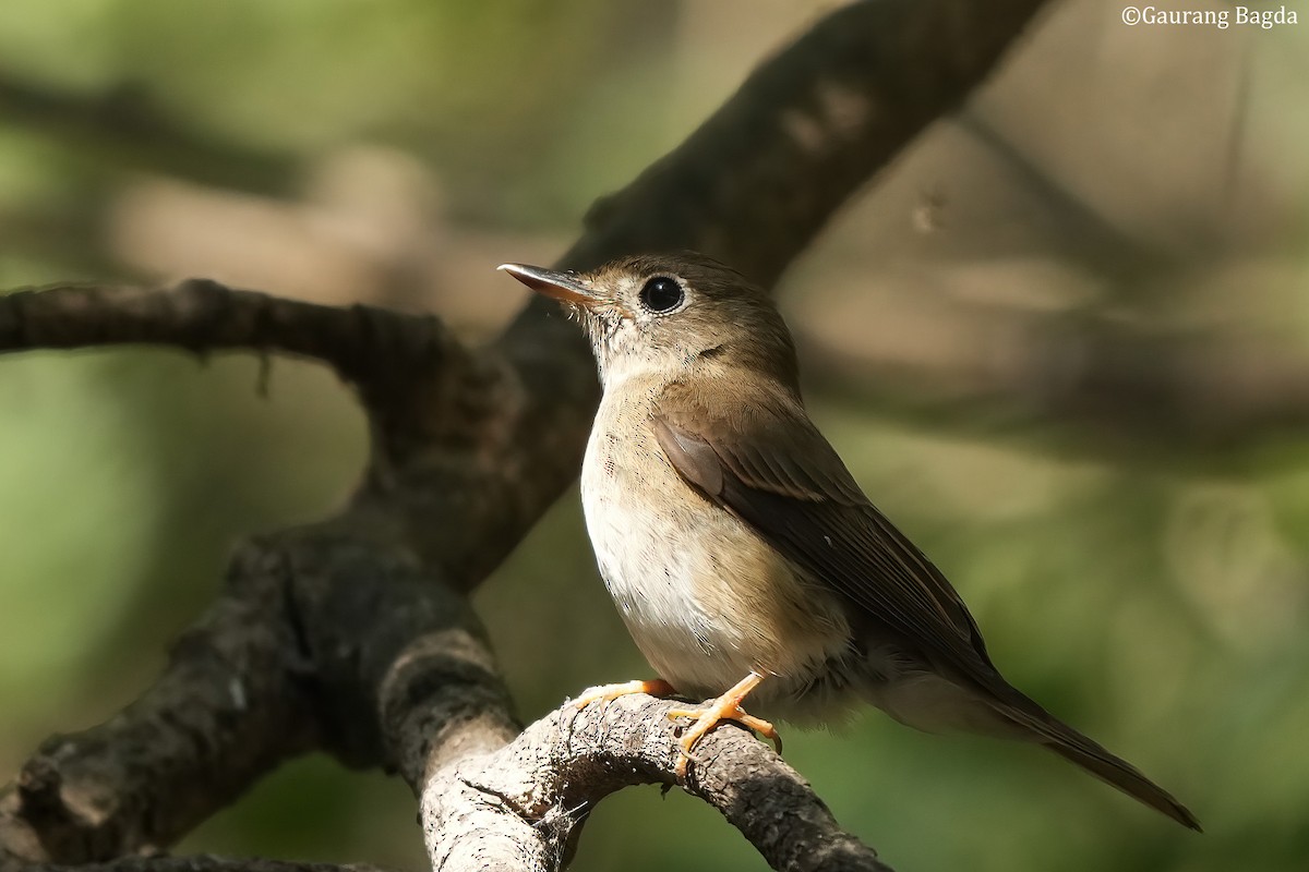 Brown-breasted Flycatcher - ML512984041