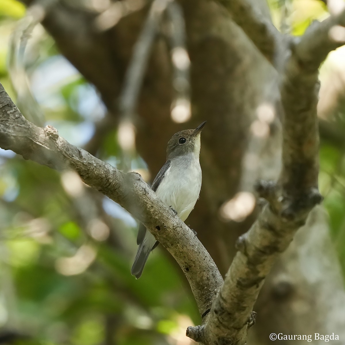 Ultramarine Flycatcher - ML512984071