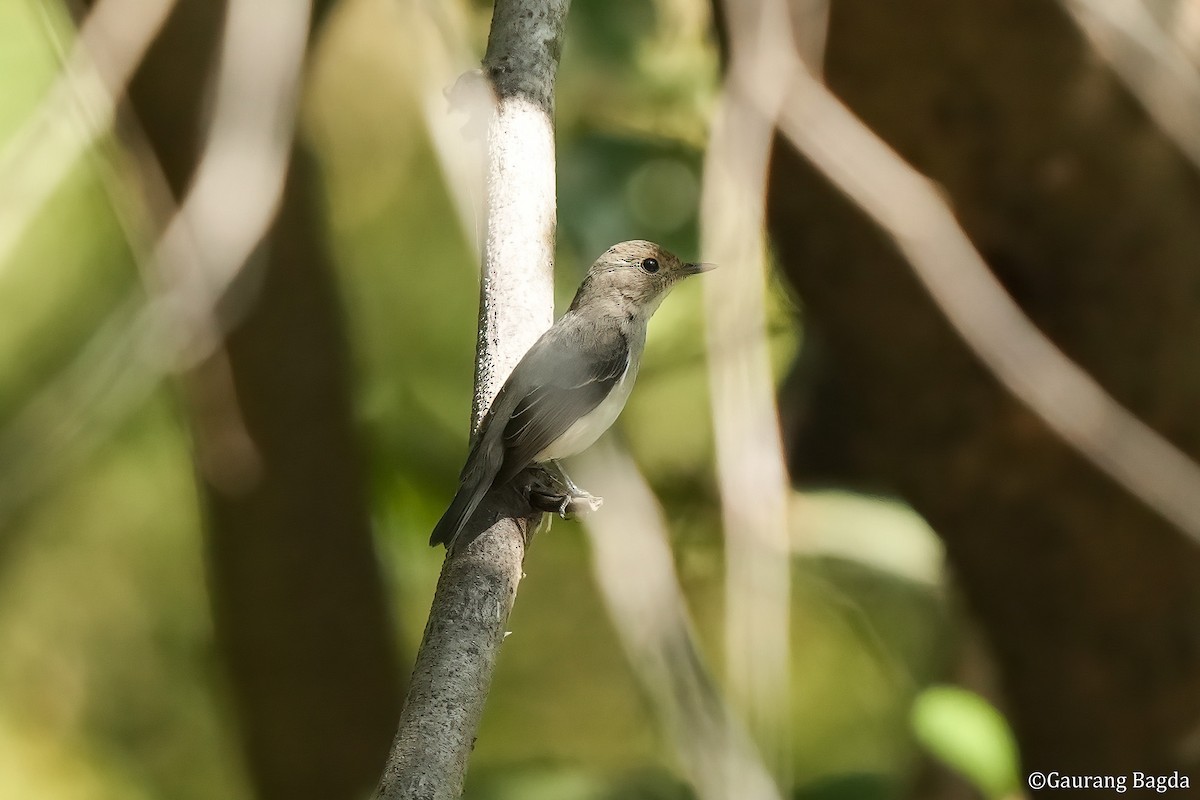 Ultramarine Flycatcher - ML512984101