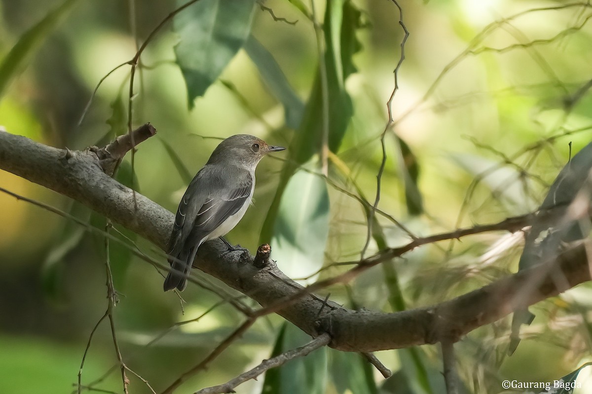 Ultramarine Flycatcher - ML512984111