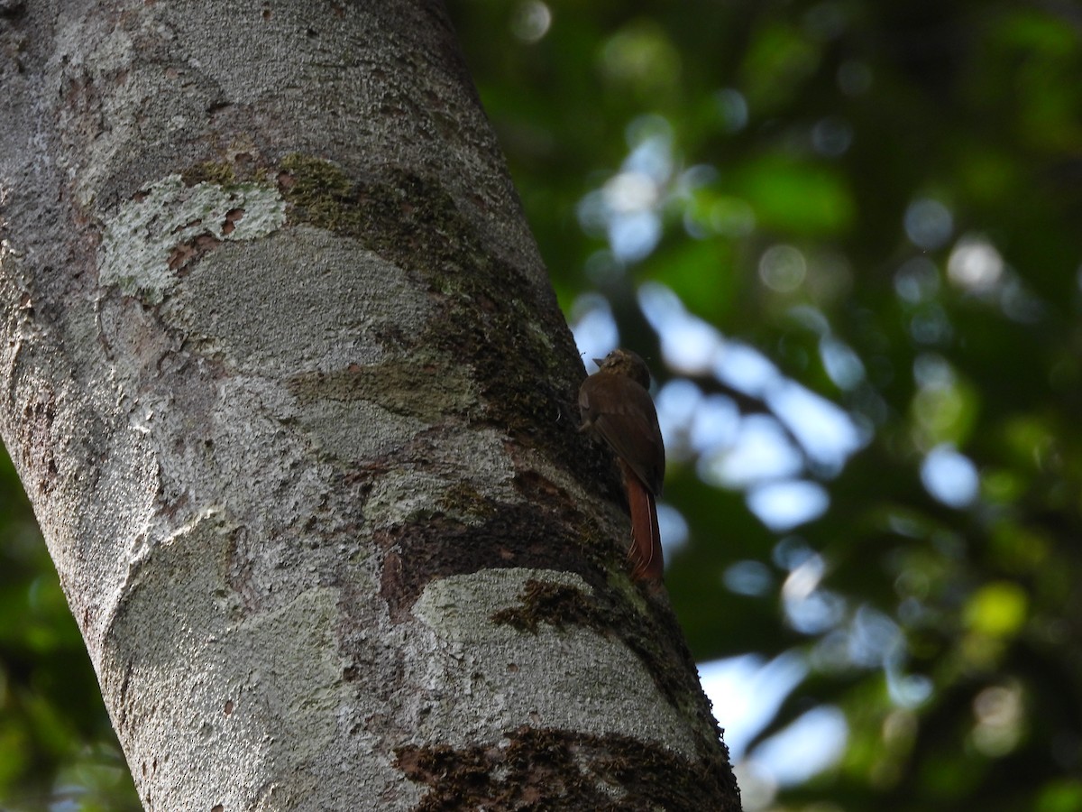 Wedge-billed Woodcreeper - ML512984361