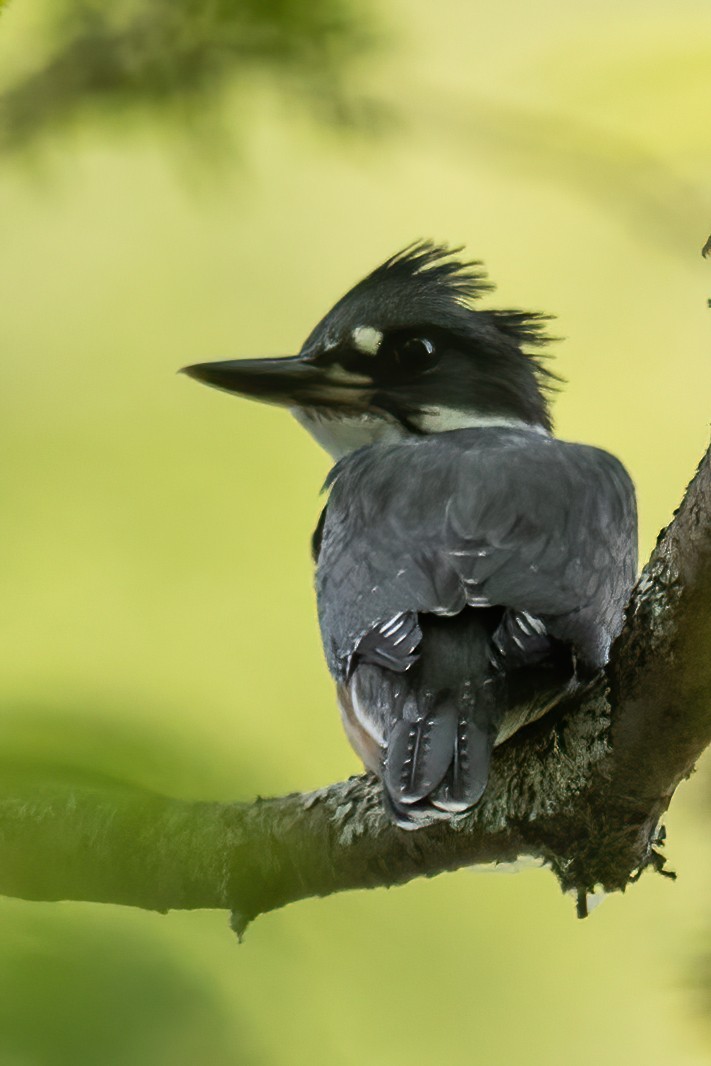 Belted Kingfisher - ML512984661