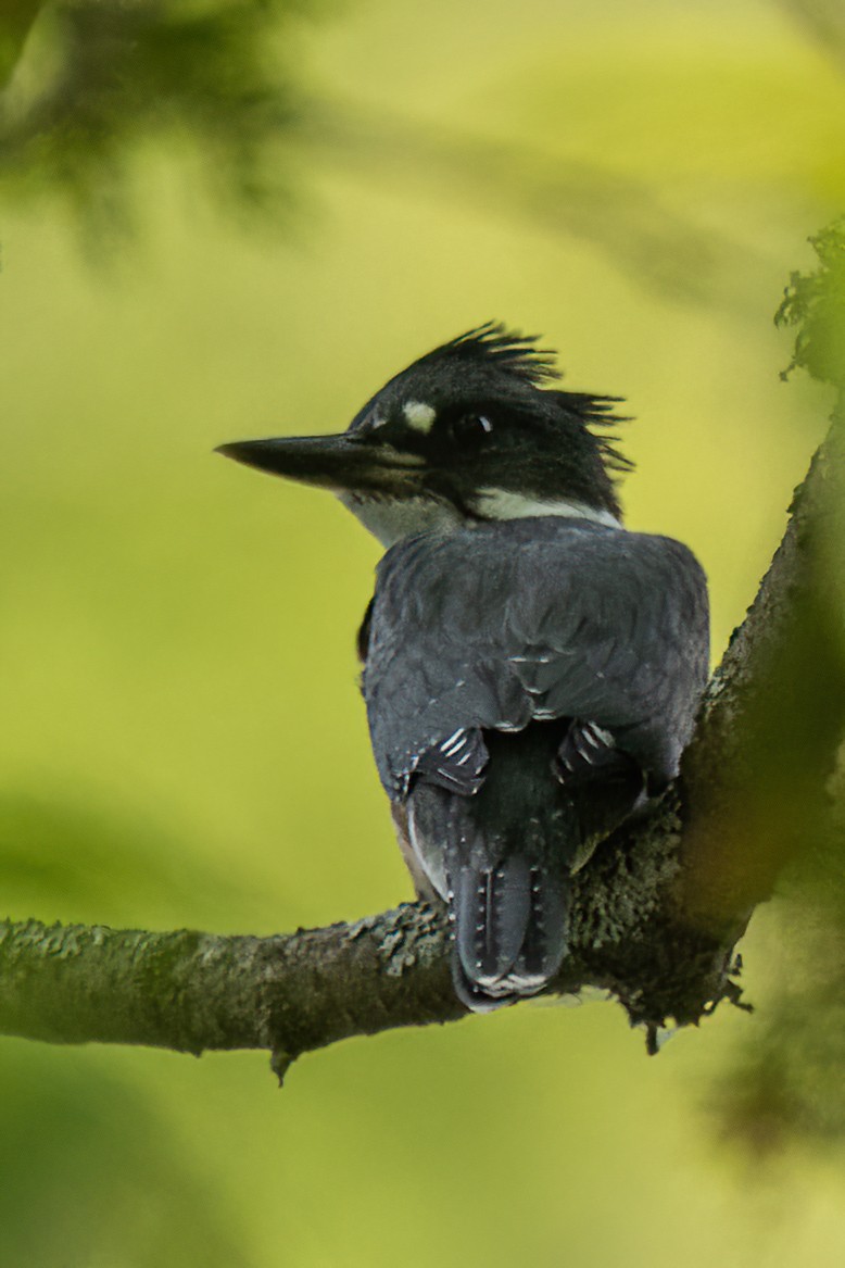 Belted Kingfisher - ML512984671