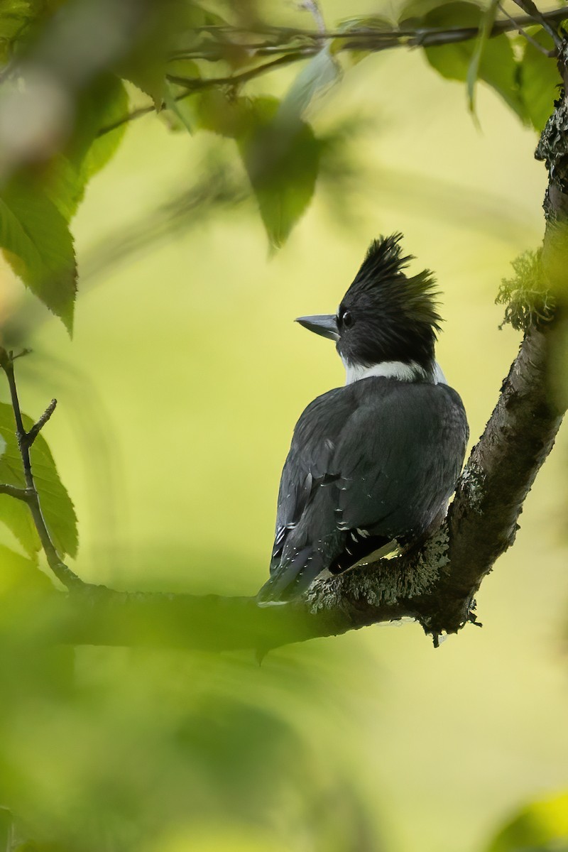 Belted Kingfisher - ML512984681