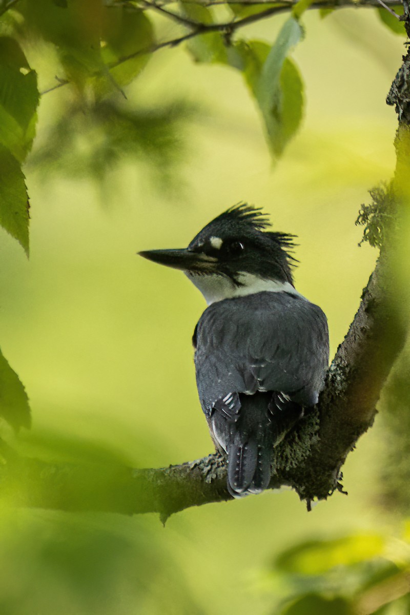 Belted Kingfisher - ML512984691