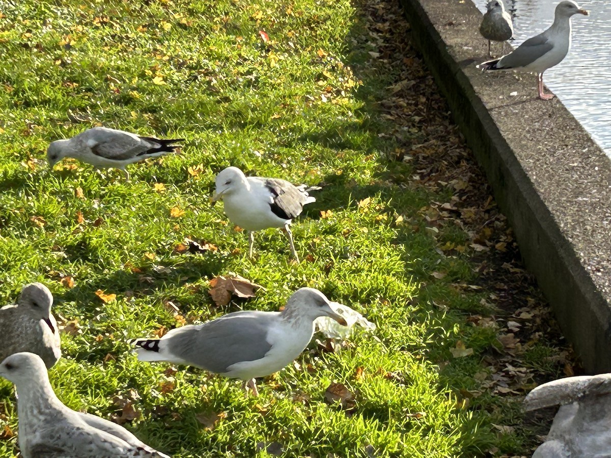 Great Black-backed Gull - ML512985541