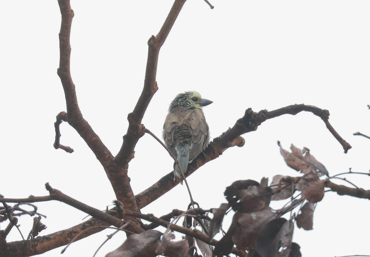 Anchieta's Barbet - ML512986471