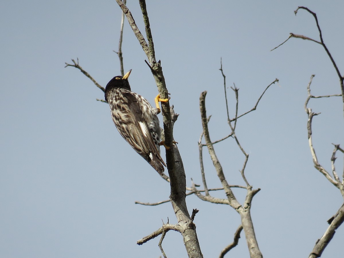 Varied Sittella (Striated) - Blair Dudeck