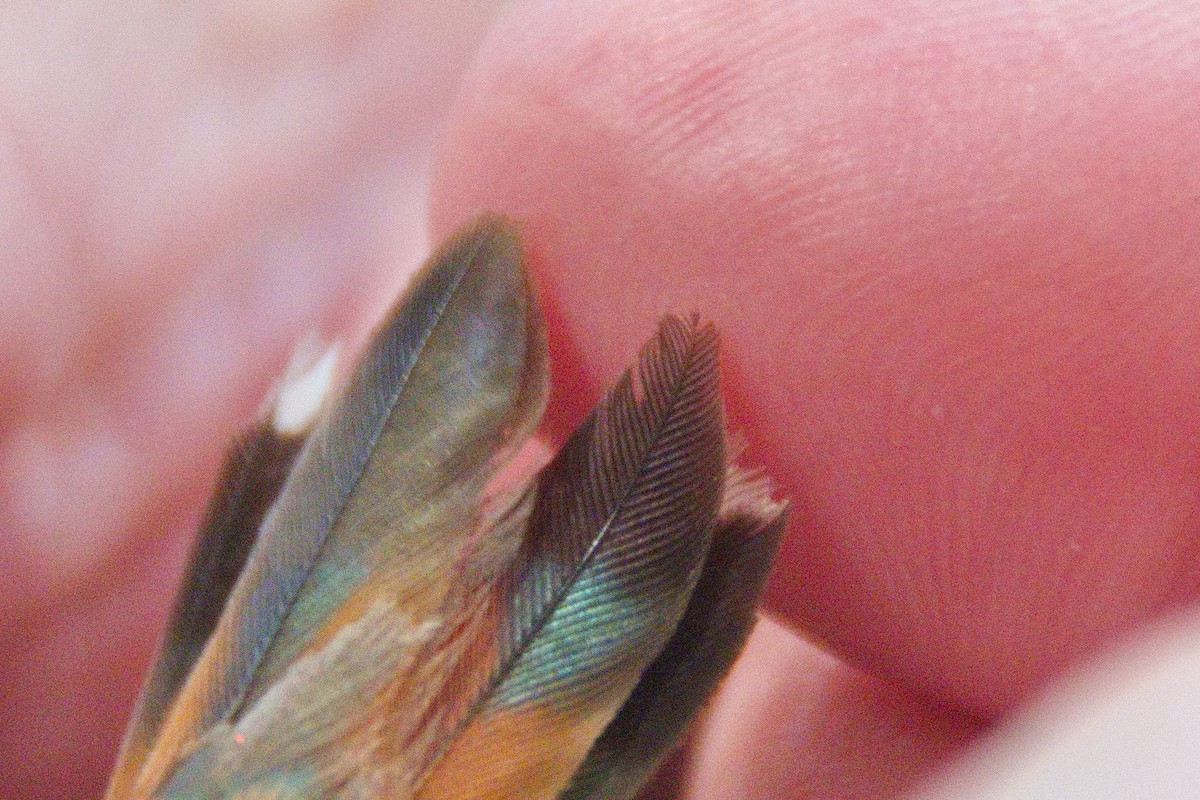 Rufous Hummingbird - ML512987571