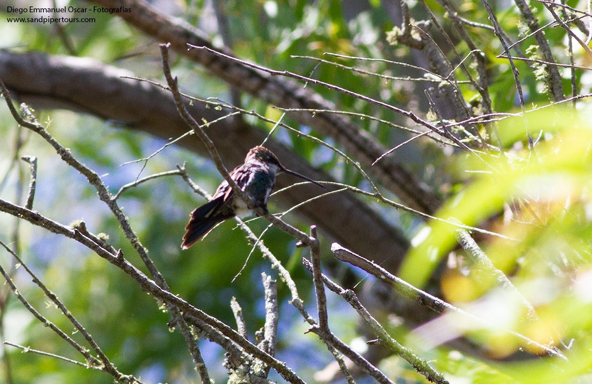 Stripe-breasted Starthroat - ML512987881