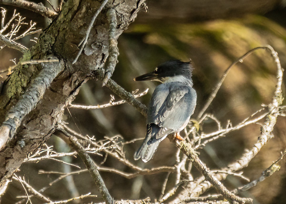 Belted Kingfisher - ML512988201