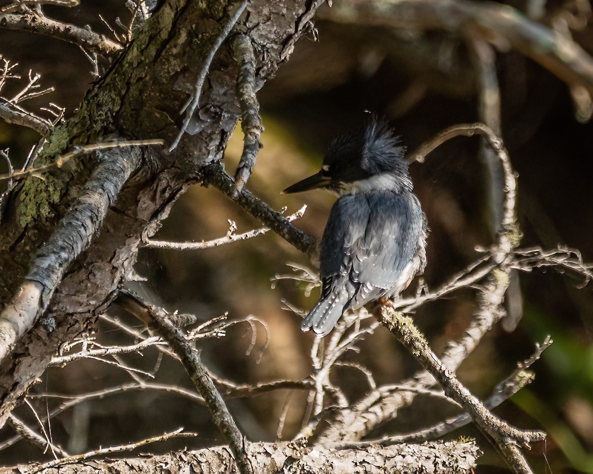 Belted Kingfisher - ML512988211
