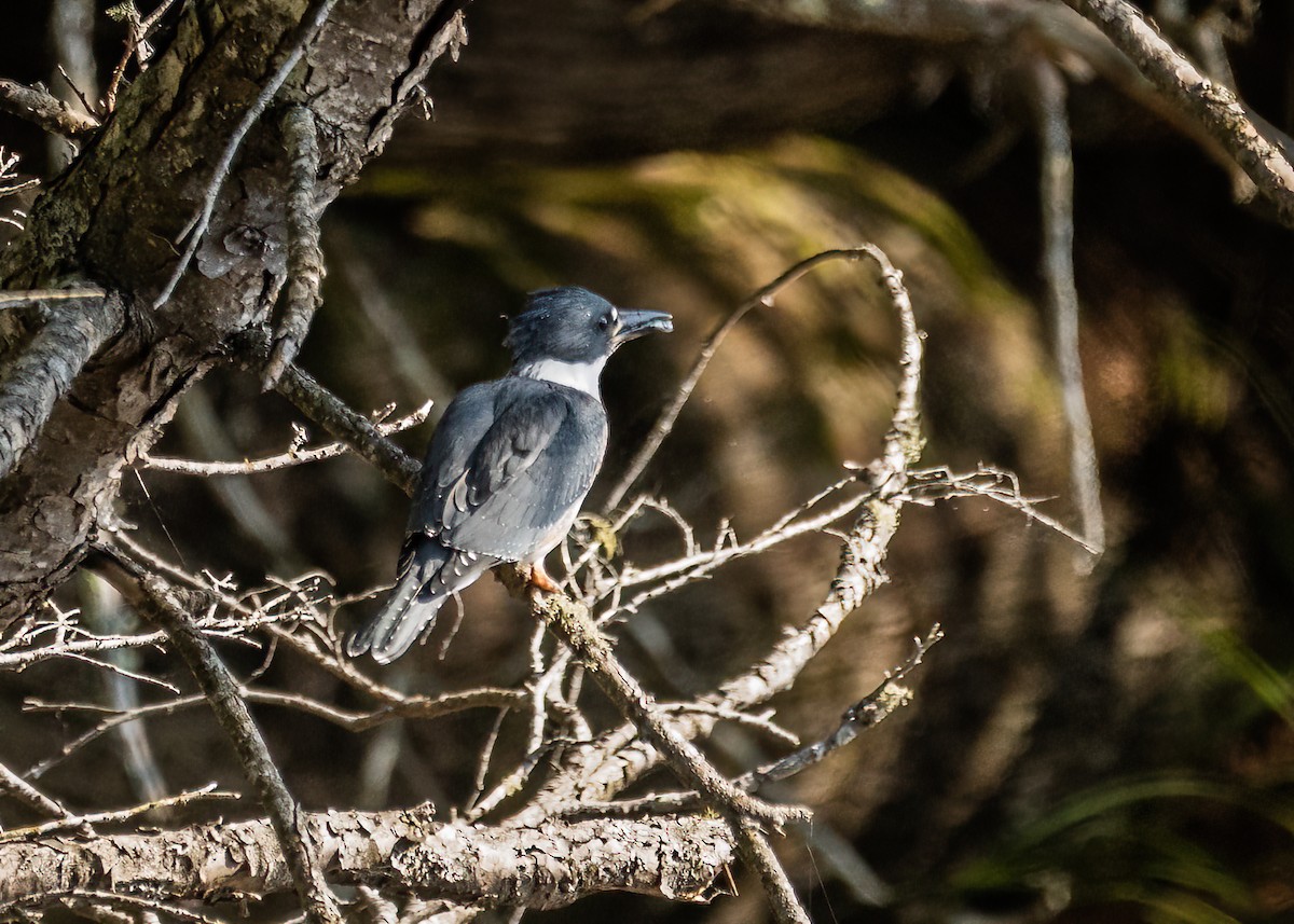 Belted Kingfisher - ML512988221
