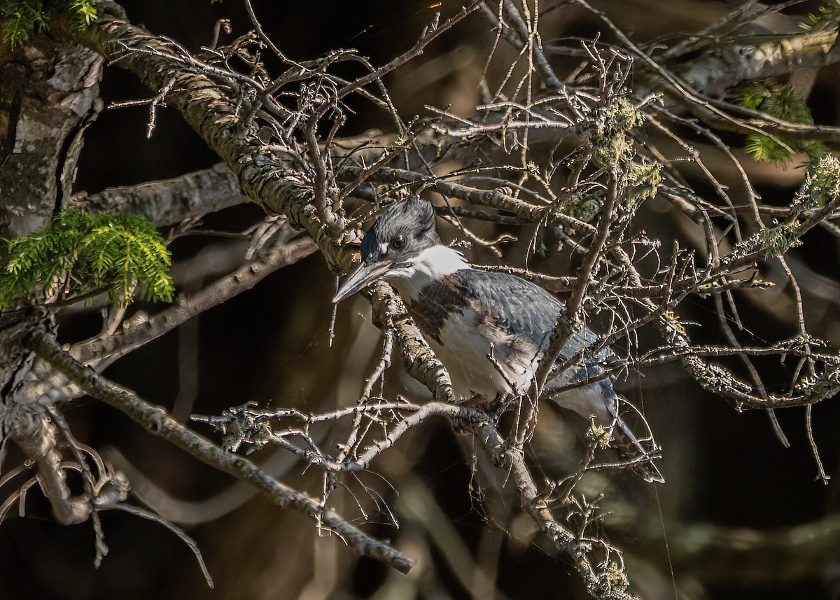 Belted Kingfisher - ML512988231