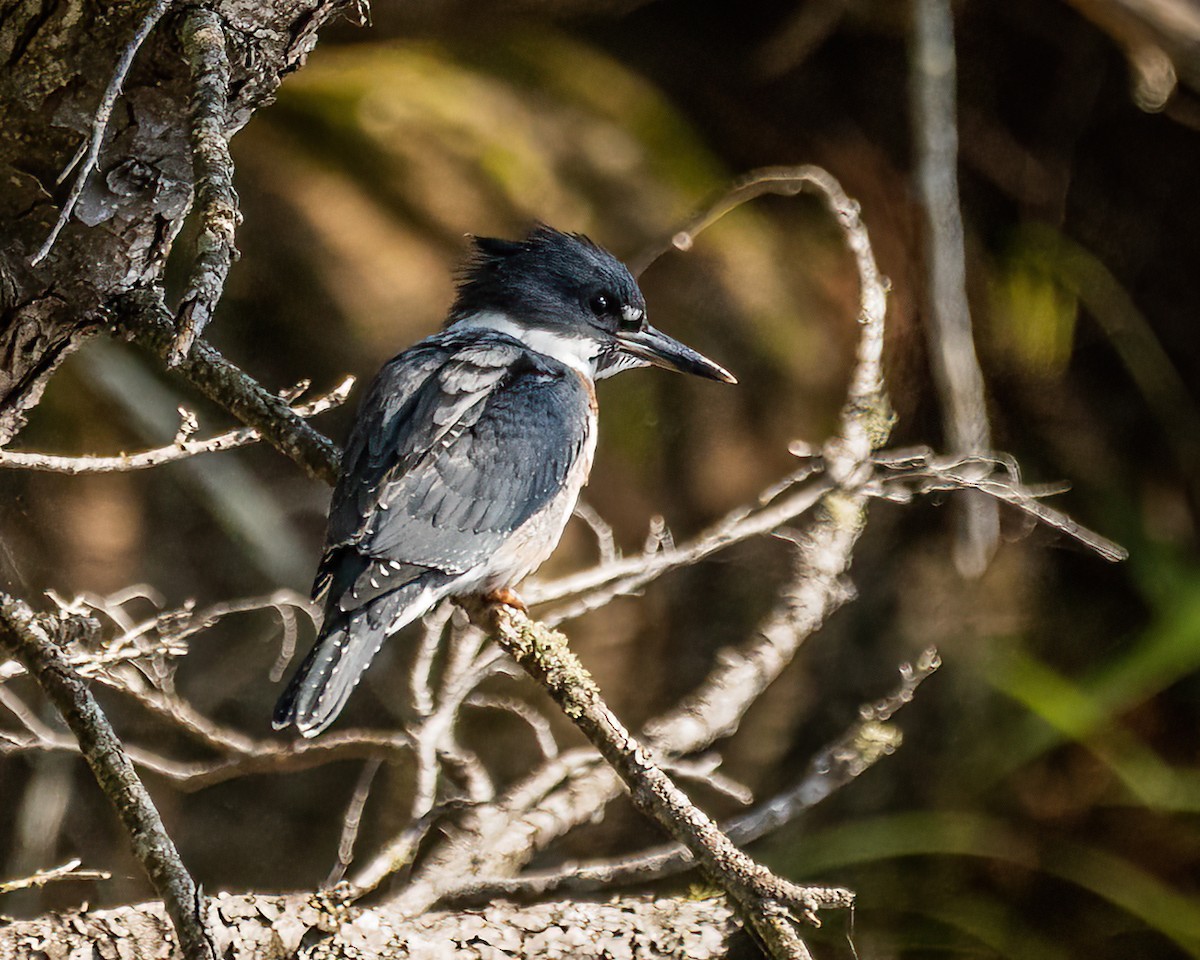 Belted Kingfisher - ML512988241