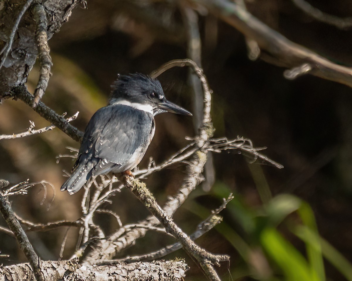 Belted Kingfisher - ML512988251