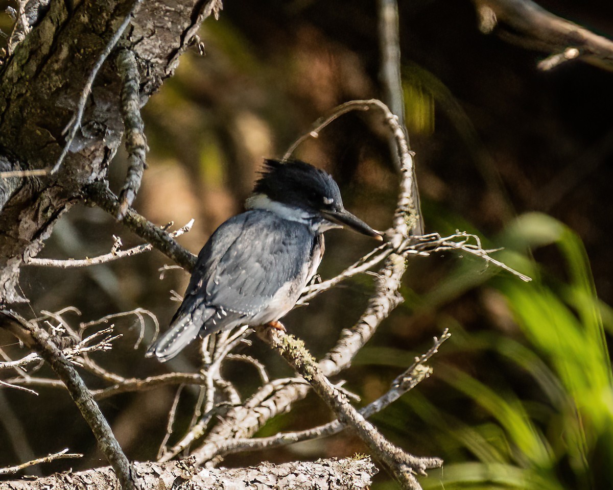 Belted Kingfisher - ML512988261