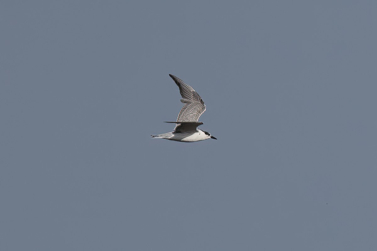 Whiskered Tern - ML512988691