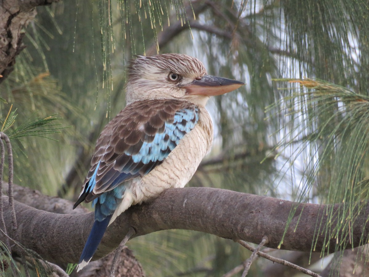 Blue-winged Kookaburra - ML51298881