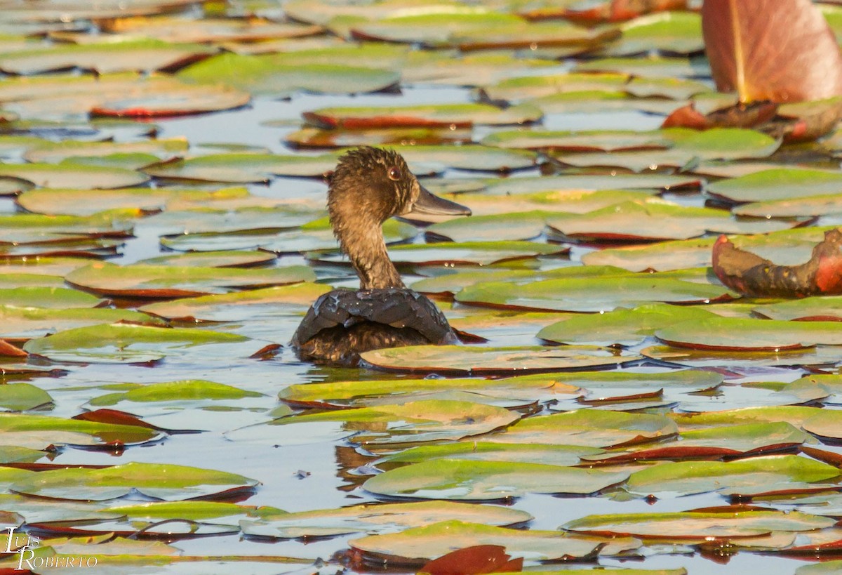 Southern Pochard - ML512989531