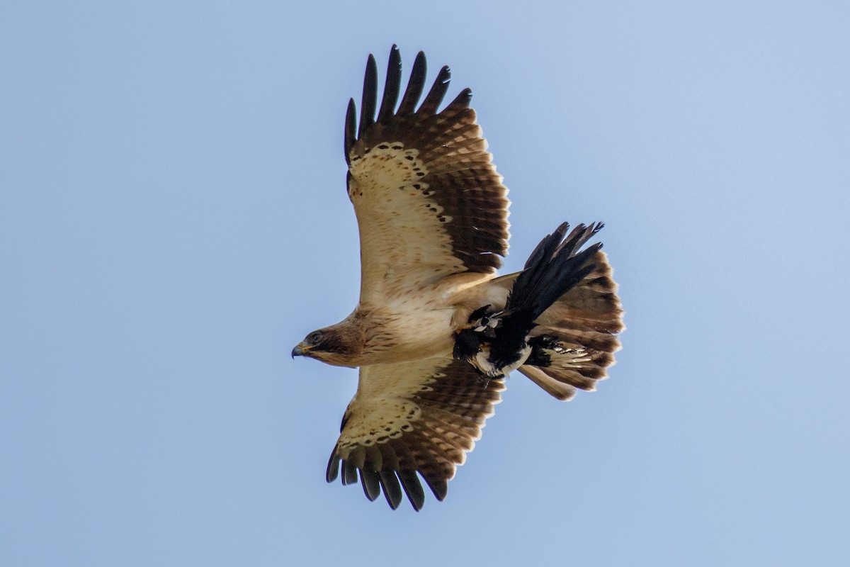 Booted Eagle - Juno Toni