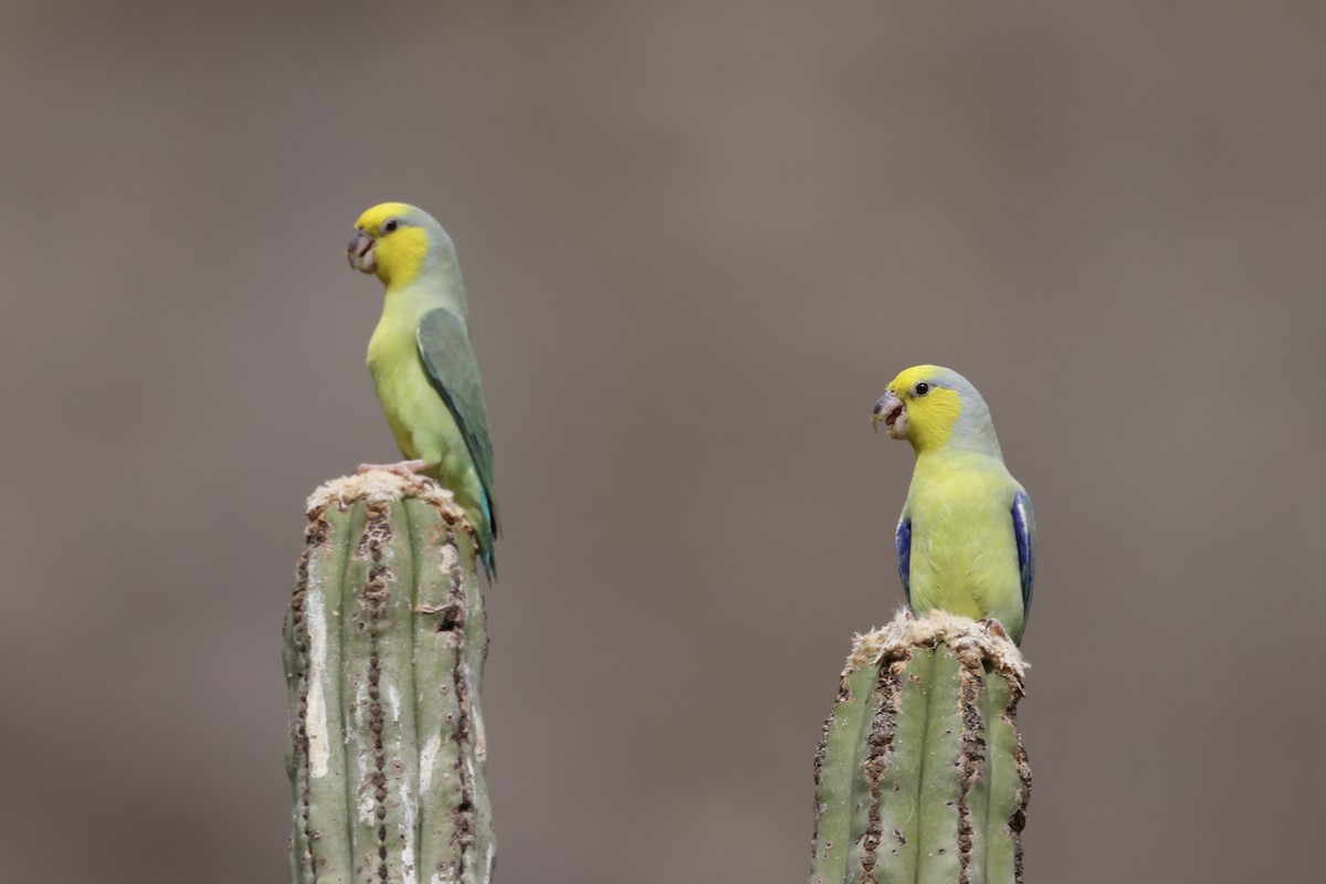 Yellow-faced Parrotlet - Manuel Roncal