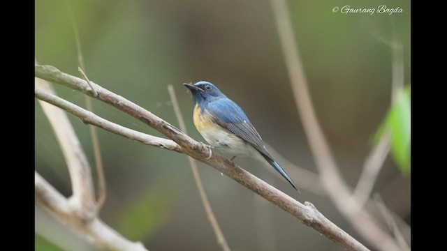 Blue-throated Flycatcher - ML512992181