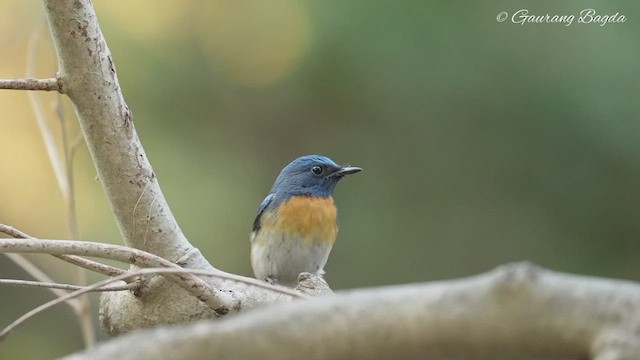 Blue-throated Flycatcher - ML512992241