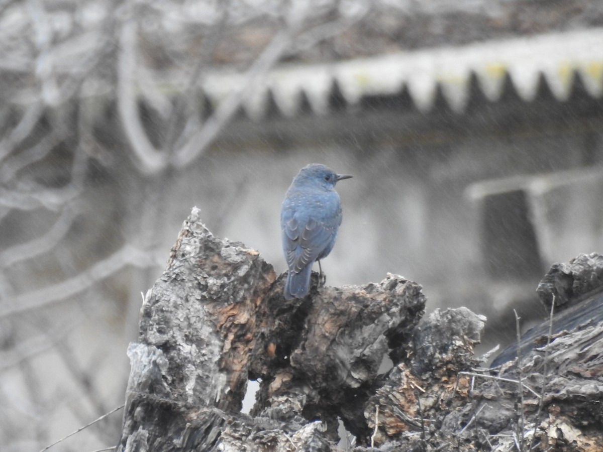 Passero solitario - ML512992331