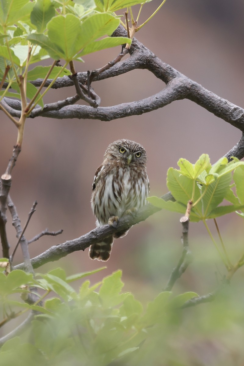Peruvian Pygmy-Owl - ML512992471