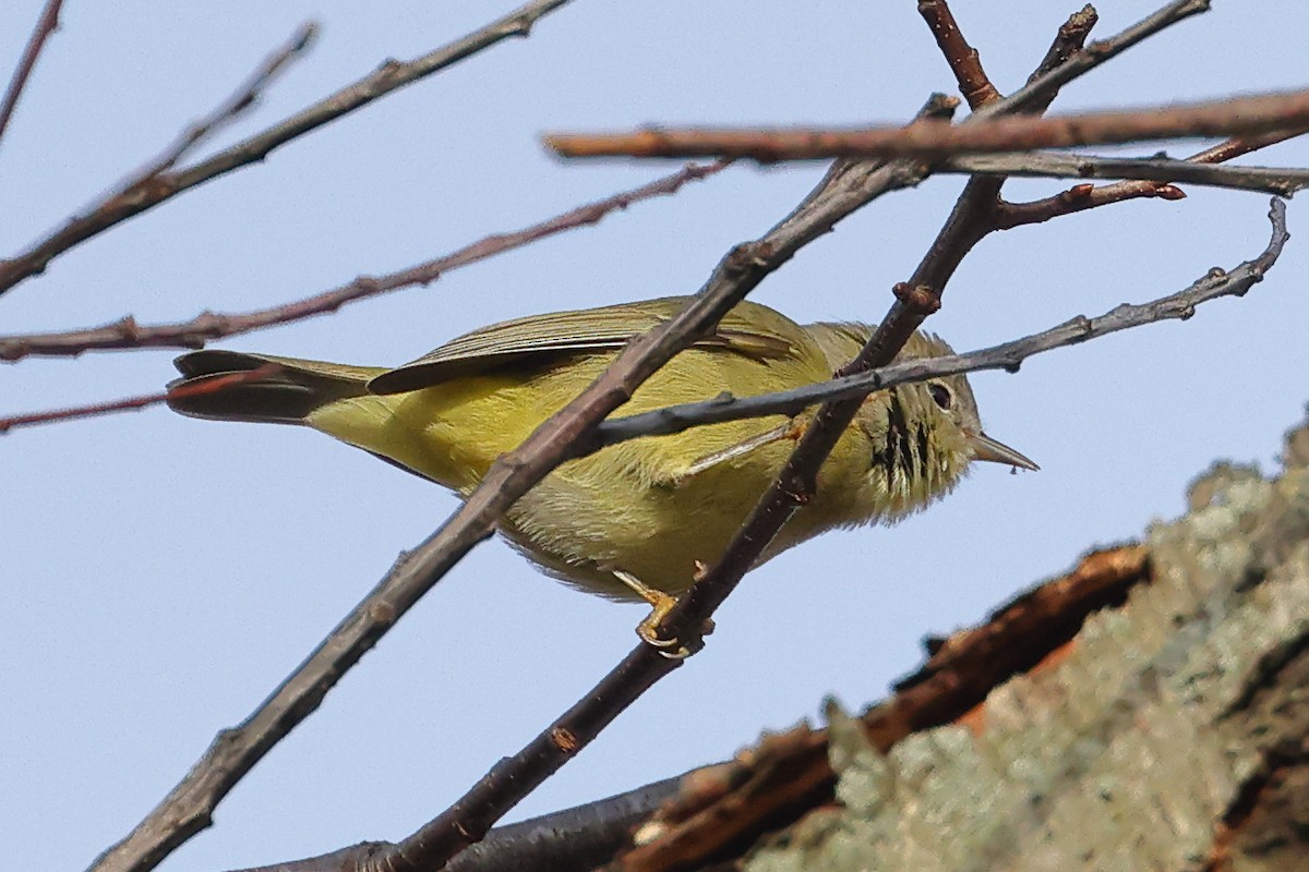 Orange-crowned Warbler - ML512992901