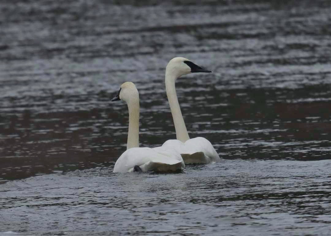 Trumpeter Swan - ML512993241