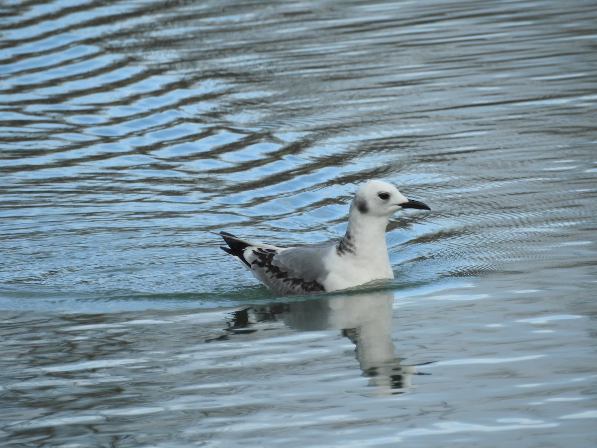 Black-legged Kittiwake - ML512993981