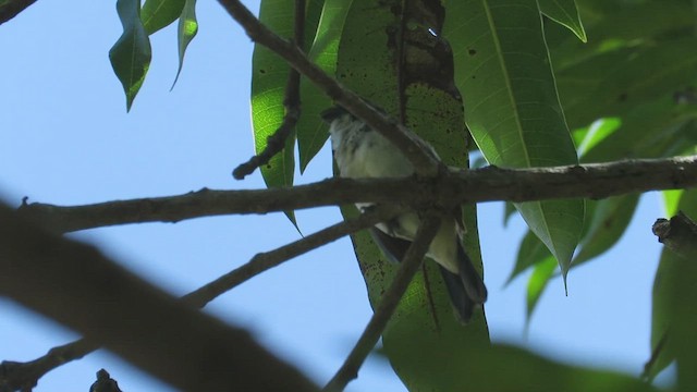 Sporophile à ailes blanches - ML512994031