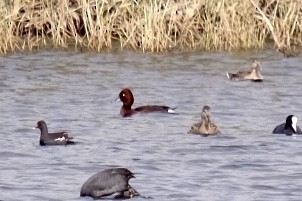 Ferruginous Duck - ML512995131