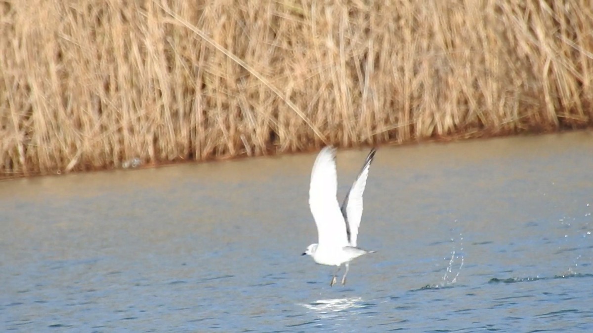 Black-legged Kittiwake - ML512995621