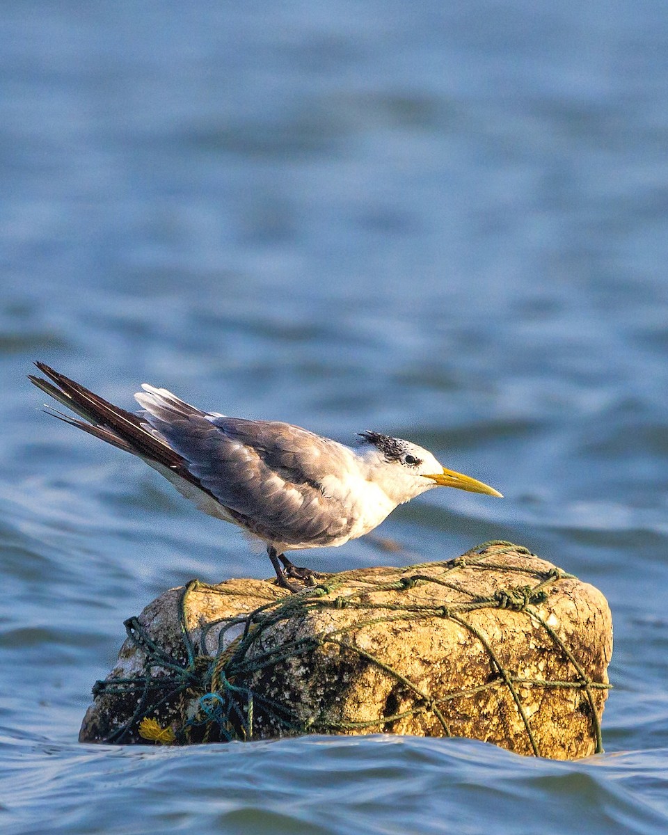 Great Crested Tern - ML512995811