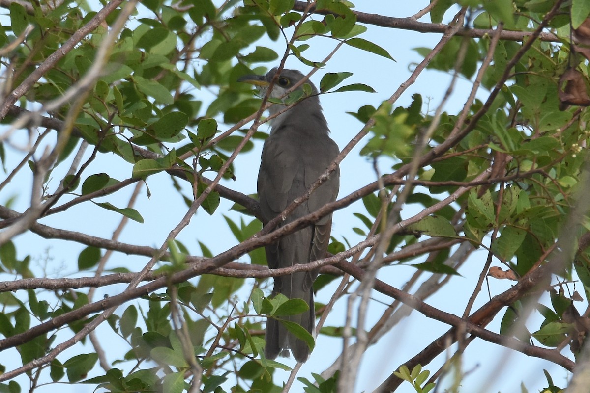 Yellow-billed Cuckoo - ML512996241