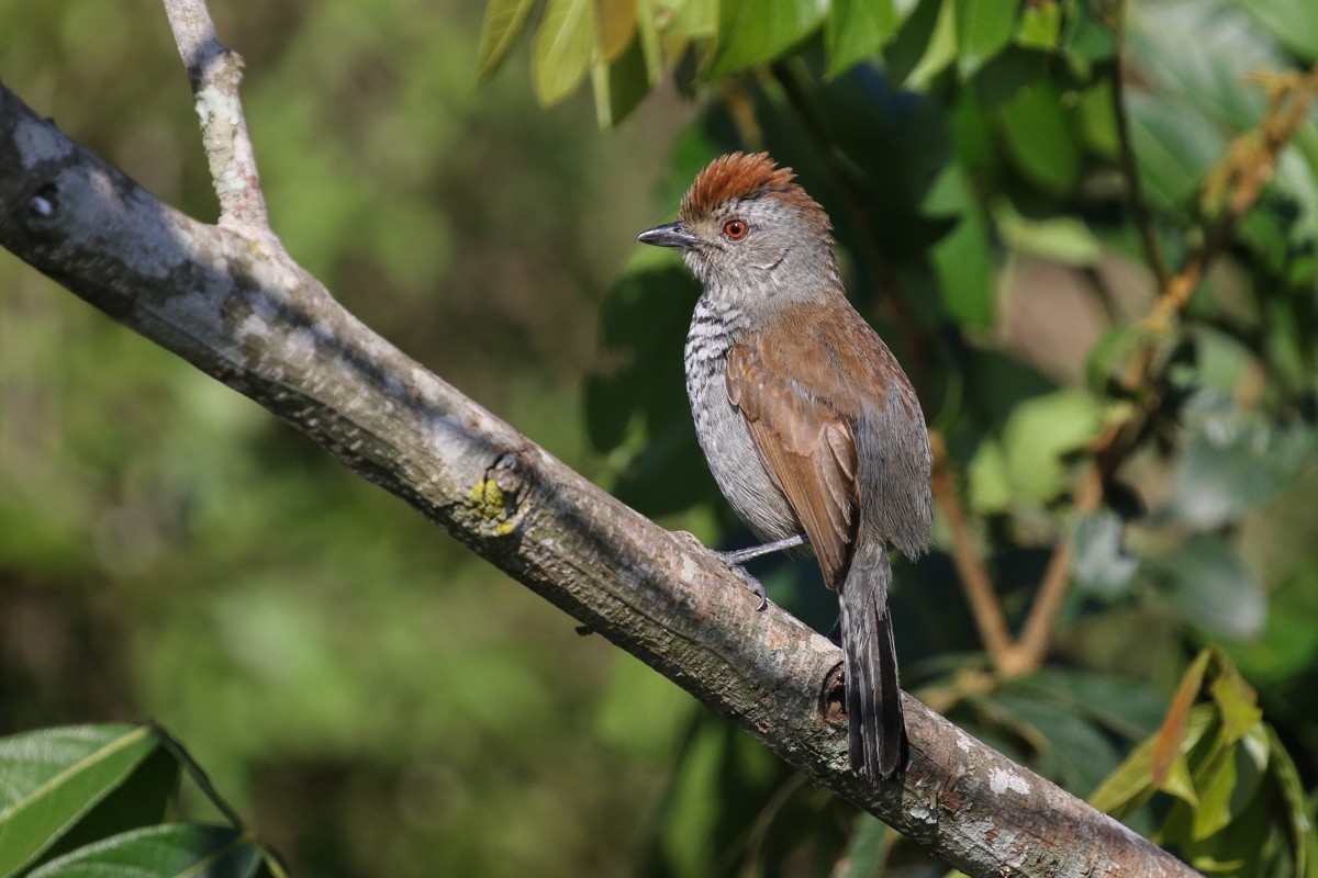 Rufous-capped Antshrike (Southern) - ML512996951