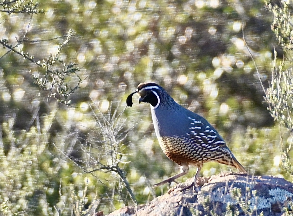 California Quail - Charlotte Pavelka & Doug Reitz