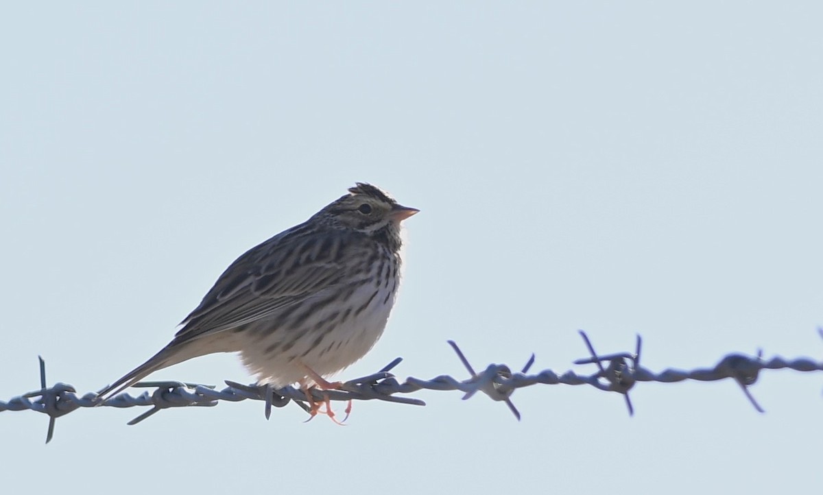 Vesper Sparrow - ML512999761