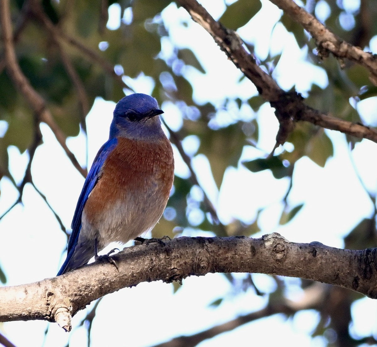Western Bluebird - ML513000001