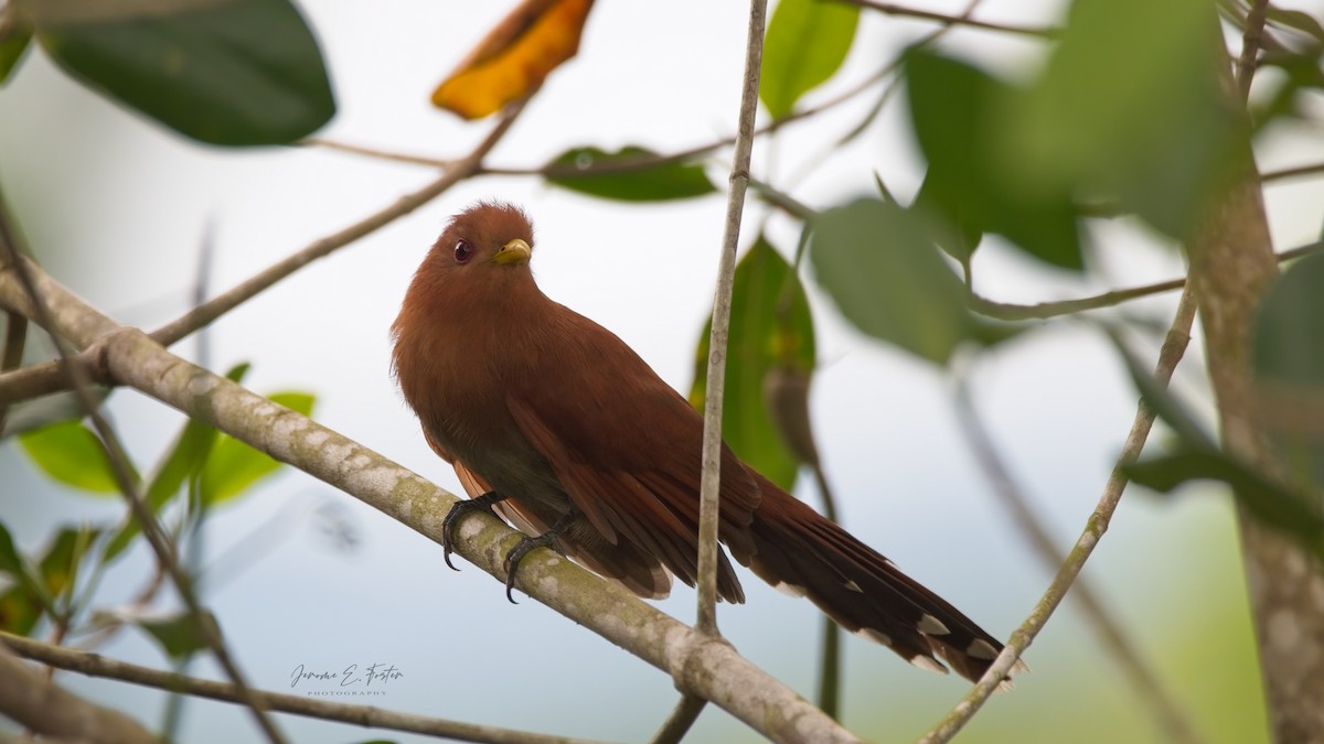 Little Cuckoo - ML513000091