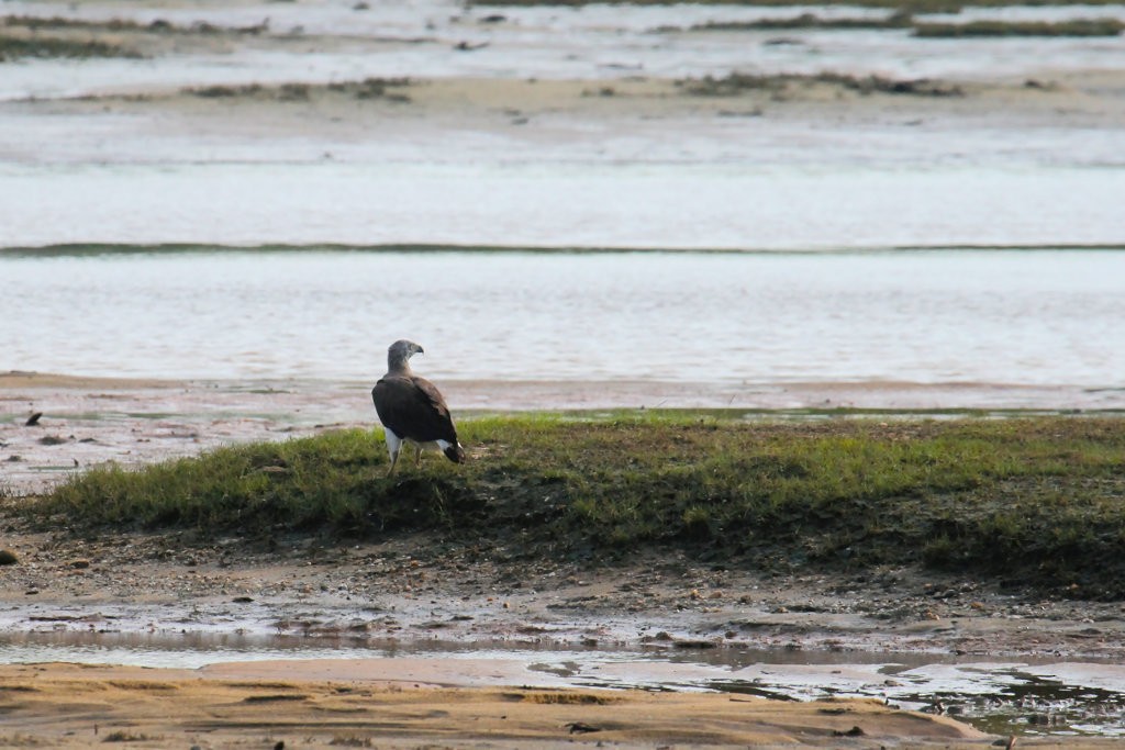 Gray-headed Fish-Eagle - Don-Jean Léandri-Breton