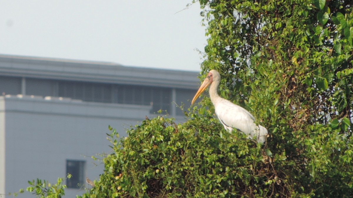 nesyt bílý - ML513000311